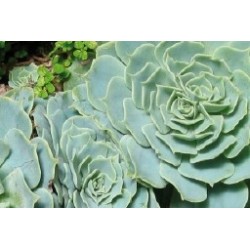 Echeveria Glauca Rose...