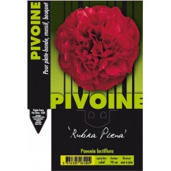 Paeonia rubra plena c2l