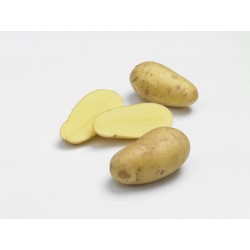 PLANTÉO Pomme de terre...