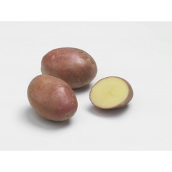 PLANTÉO Pomme de terre...