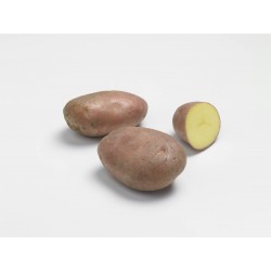 PLANTÉO Pomme de terre...