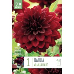 KAPITEYN STANDARD-Dahlia...