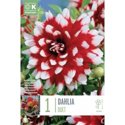 KAPITEYN STANDARD-Dahlia...