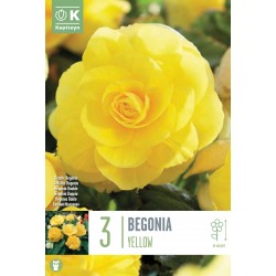 KAPITEYN STANDARD-Bégonia...