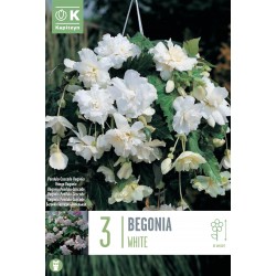 KAPITEYN STANDARD-Bégonia...