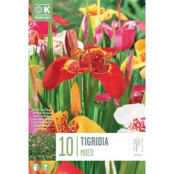 KAPITEYN STANDARD-Tigridia...