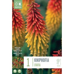 KAPITEYN STANDARD-Kniphofia...