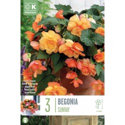 KAPITEYN STANDARD-Bégonia...