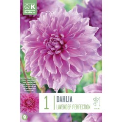 KAPITEYN STANDARD-Dahlia...