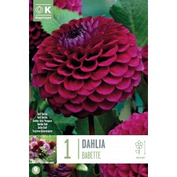 KAPITEYN STANDARD-Dahlia...