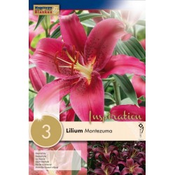 KAPITEYN STANDARD-Lilium...