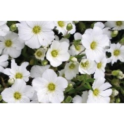 Arenaria B6G8