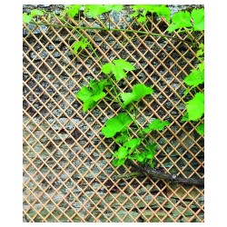 WICK TRELLIS Treillis en...