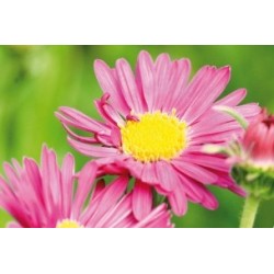 Aster Alpinus Rose C0.65L