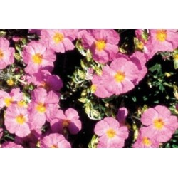 Helianthemum Rose Vif C0.65L