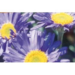 Aster alpinus bl c0.65l