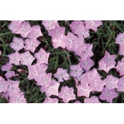 Dianthus Pentecote Rose C0.65L