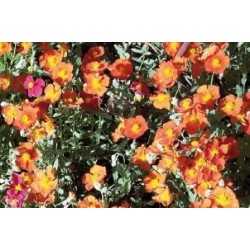 Helianthemum Cuivre C0.65L