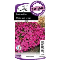 Phlox Red Amiral C0.65L