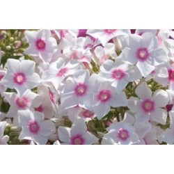Phlox Paniculata Blc Oeil...