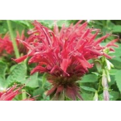Monarda C0.75L