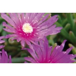 Delosperma Cooperi Rose B6G8
