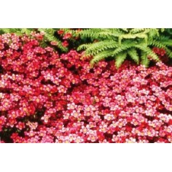 Saxifraga Rose B6G8
