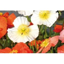 Papaver Nudicaule B6G8