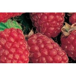 Framboisier Sumo Rm-C1.6L