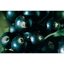 Cassissier Black Down C1.6L