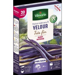 VILMORIN HARICOT Violet...