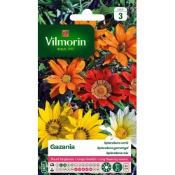 VILMORIN GAZANIA Splendens...