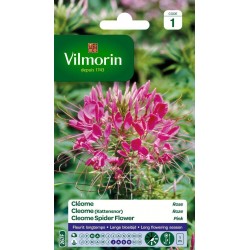 VILMORIN CLÉOME Rose SACHET...