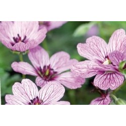 Geranium Cinereum Rose C0.65L
