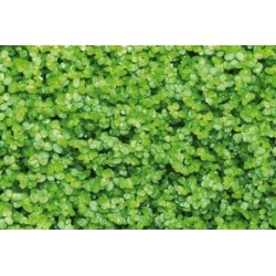 Soleirolia Soleirolii C0.65L