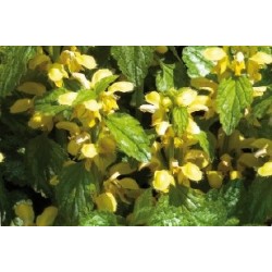 Lamium dore c0.65l