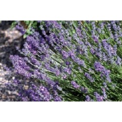 Lavandula C0.65L