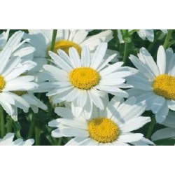 Marguerite Naine Ete C0.65L