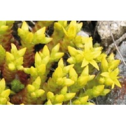 Sedum Acre Aureum C0.65L