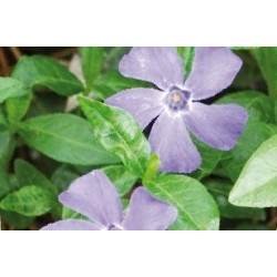 Vinca Minor Bl C0.65L