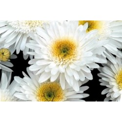 Marguerite Ete Dble C0.65L