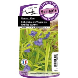 Tradescantia sweet kate...