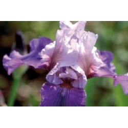 Iris Des Jardins Blc-Bleu...