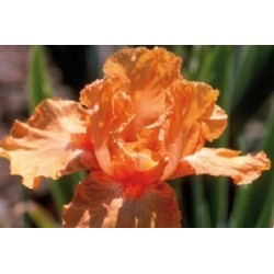 Iris Des Jardins Abricot...