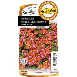 Delosperma Fire Spinner Jne...