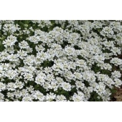 Iberis Thlaspi C0.65L