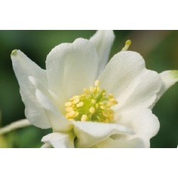 Aquilegia Alba C0.65L