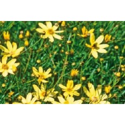 Coreopsis Verticillata C0.65L