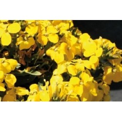 Erysimum Jne C0.65L
