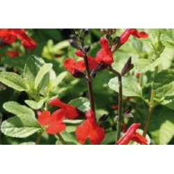 Salvia Grahamii Rge C0.65L